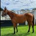 On Track with Adrian McGregor Racing  - Facebook
