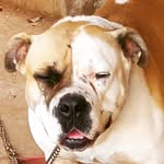 Adrian Melvin - @the_melvins_family_kennel - Instagram