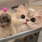 Adrian Mok - @adrianmokkkkkk - Instagram