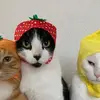 Adrian Montfort - @adrian.montfort - TikTok