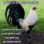 Adrian Nevarez - @nevaadrian - Instagram