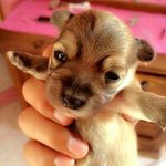 Adrian Oswaldo - @adrian_pika - Instagram