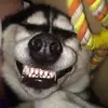 AdrianOttoAbbott - @adrianottoabbott - TikTok