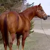 pacoadrian790 - @pacoadrian790 - TikTok