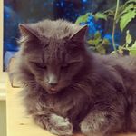 Adrian Parish - @notrealap - Instagram