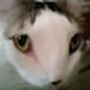 adrianpeek - @adrianpeek - TikTok