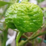 Adrian Pelotero - @estamos_del_tomate.adrian - Instagram