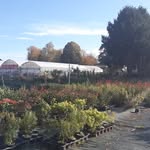 Dea Tarbes - @pepiniere_adriana65 - Instagram