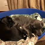 Adrian Pepper - @sultan_vahla_great_danes - Instagram