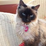 Josie Adrian Phelps - @josiethecat_ - Instagram