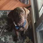 Adrian Phifer - @adrian_the_pooch13 - Instagram