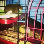 Adrian And Mia Pickett - @adrian_and_mia_pickett - Instagram