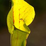 adrian - @adrian_plants - Instagram