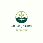 Adrianss plants shopp - @adrians_plantss - Instagram