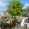 TheplantbrokerAZ - @adriantheplantbroker - TikTok
