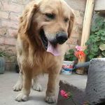jose adrian pompa chilon - @japch_japch - Instagram