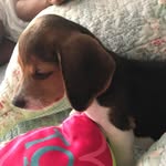 Baloo Adrián Puello Palomino - @baloo.542019 - Instagram