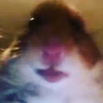 Adrian Reifeltshammer - @adrian.reifi - Instagram