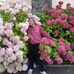 Adrian Sima - Facebook