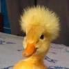 Adrian - @adriansingh620 - TikTok
