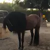 Adrian Solorio - @adrian_209s - TikTok