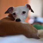 Adrian, Ryan, and Sora - @bigtravelslittledog - Instagram