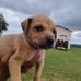 Adriano Tavares - Facebook