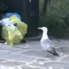 adrianutar - @adrianutar - TikTok