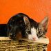 Adrian Vele - Facebook
