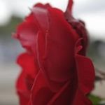 Adrian Vickers - @adrian.vickers.980 - Instagram