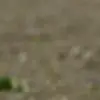 Adrian vines - @eg.liker.menn - TikTok