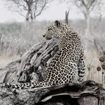 Adrian Webster - @adrianswildlifephotos88 - Instagram