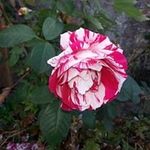 Adrian Whaley - @whaleyadrian - Instagram