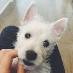 Adrian Whitehead - @addie.thewestie - Instagram