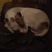 Adrian Whittingham - Facebook