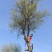 Adrian Hale Tree Work - Facebook