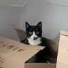 Adrian Wu - @adrian.wu5 - TikTok