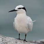 Nature l Wildlife - @adrian.ying_ - Instagram