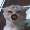 Adrian Yu - @adrianyu3 - TikTok