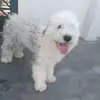 P💚E💙R💛U💜A❤N💖A - @adrian.zelada - TikTok