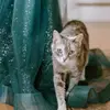 adriana nicholson - @adriana.nicholson_ - TikTok