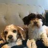 Adriana_In_TheNorth - @adriana_shuster6 - TikTok