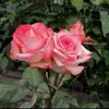 Adriana Orbes Araujo - @adriana.orbes.ara - TikTok