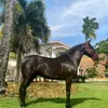 Haras Adriano Rocha - @adrianorg86 - TikTok