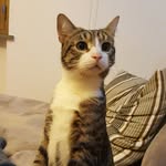 Adriano Valentini - @valentini7335 - Instagram