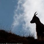 Adriano Zanella - @adriano.zanella.68 - Instagram