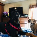 Adrie Williams - @adventures_of_gidget__and_odin - Instagram