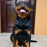 Adriel Bonilla - @luiser984 - Instagram