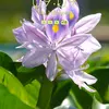 Adriel Levy - @adriel.levy0 - TikTok