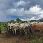 Adriel Lopes Botelho - @curcino_244 - Instagram